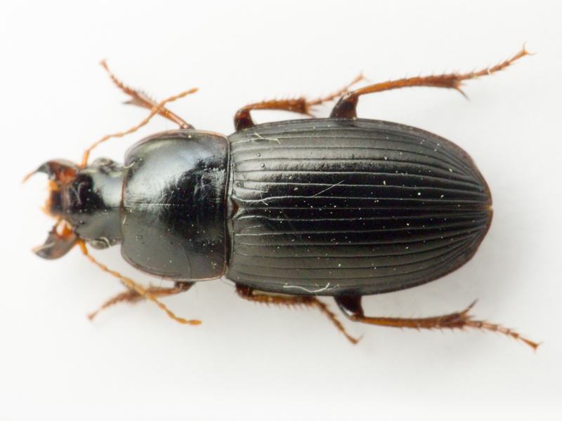 Carabidae Latreille, 1802